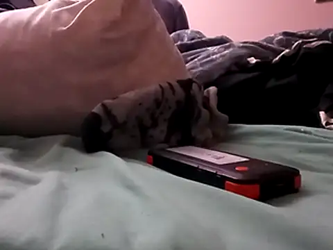 Blkstylion online show from December 5, 2025, 2:48 pm