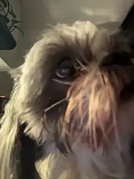 Snapshot of PetitLumiere chatting on February 18, 2026, 4:43 am PetitLumiere online show from February 18, 2026, 4:43 am