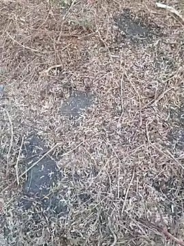 Ajith mvi online show from April 18, 2026, 1:19 am