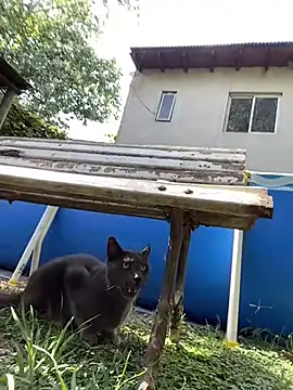 FlorBich online show from February 3, 2026, 1:27 pm