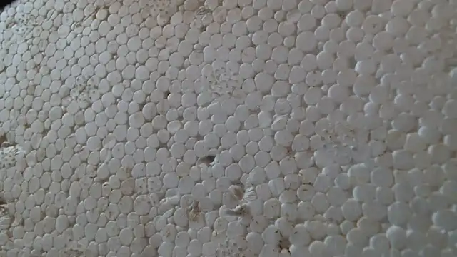 titi fiesta online show from February 24, 2026, 8:04 am