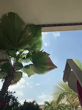 Snapshot of Ema_azel chatting on March 9, 2025, 2:21 pm Ema azel online show from March 9, 2025, 2:21 pm