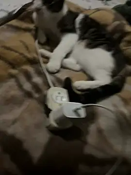 K Intraven0us online show from February 19, 2026, 3:14 am