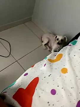 casalhot69 online show from October 27, 2025, 5:25 pm