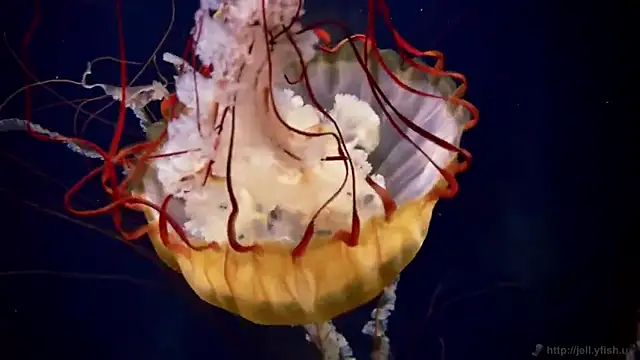 streamy test11 online show from November 13, 2025, 11:47 am