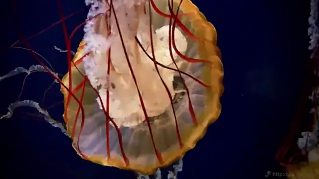 streamy test11 online show from February 14, 2025, 8:42 am