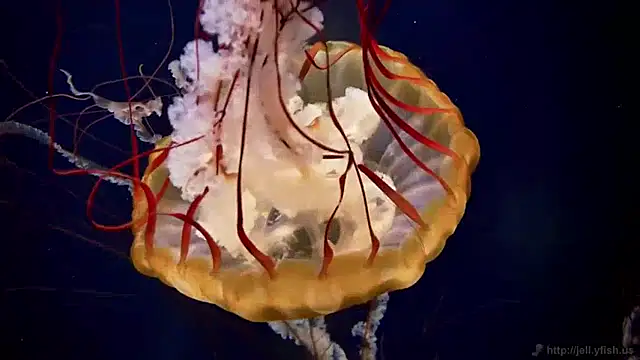 streamy test11 online show from January 24, 2025, 8:13 am