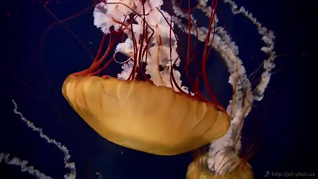 streamy test11 online show from February 12, 2026, 7:19 am