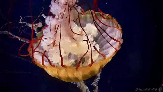 streamy test11 online show from December 10, 2024, 8:19 am