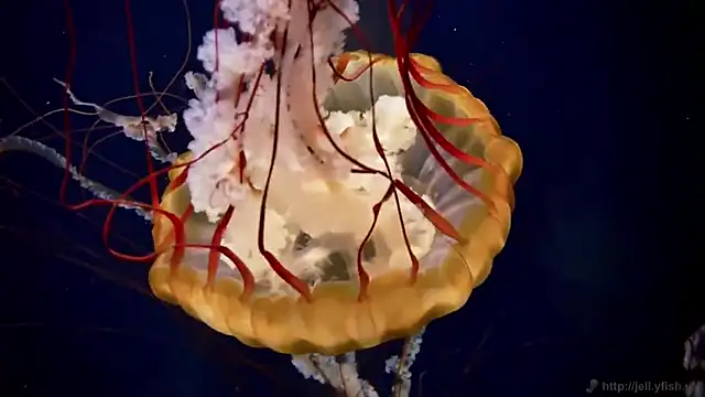 streamy test11 online show from March 14, 2025, 8:10 am