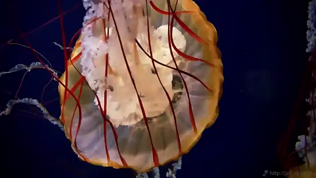 streamy test11 online show from January 30, 2025, 2:15 pm