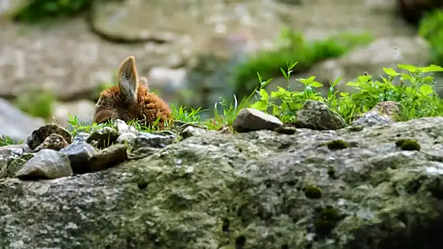 streamy test11 online show from September 15, 2025, 11:10 am