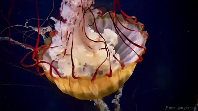 streamy test11 online show from April 7, 2026, 9:33 am