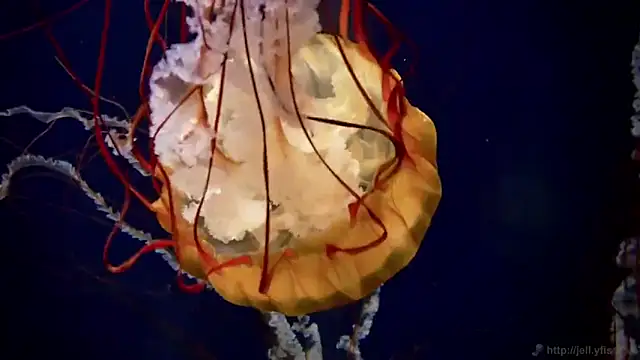 streamy test12 online show from September 16, 2025, 4:30 pm