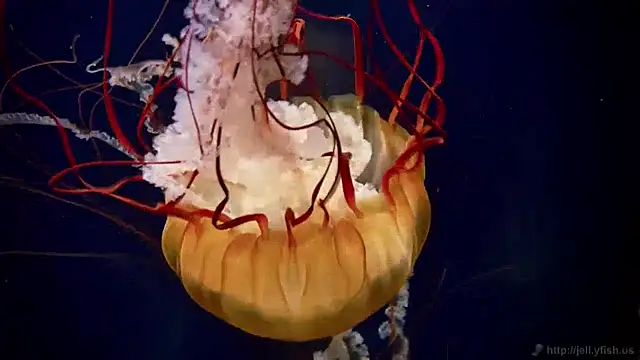 streamy test12 online show from December 31, 2024, 8:15 am