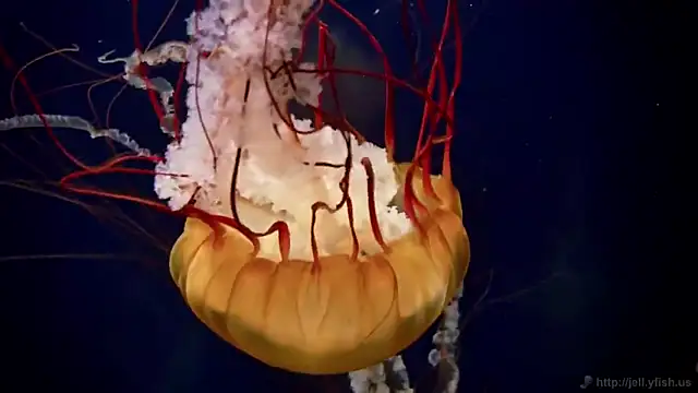 streamy test12 online show from February 4, 2025, 8:13 am