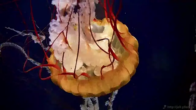 streamy test12 online show from December 24, 2024, 3:58 pm