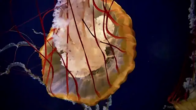 streamy test12 online show from September 26, 2025, 9:16 am