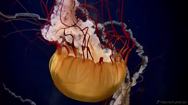 streamy test12 online show from January 14, 2026, 3:59 pm