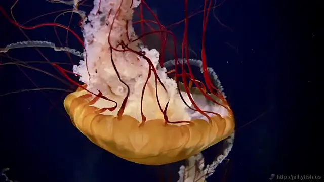 streamy test12 online show from January 16, 2026, 6:12 pm