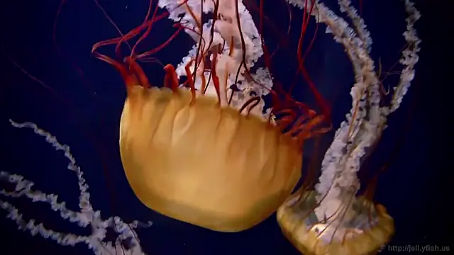 Snapshot of streamy_test15 chatting on February 10, 2026, 8:46 am streamy test15 online show from February 10, 2026, 8:46 am