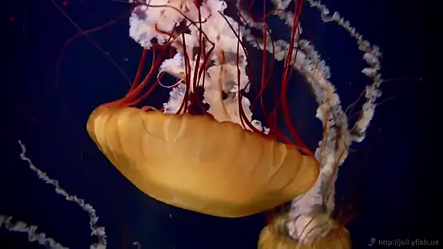 Snapshot of streamy_test15 chatting on March 7, 2025, 8:13 am streamy test15 online show from March 7, 2025, 8:13 am