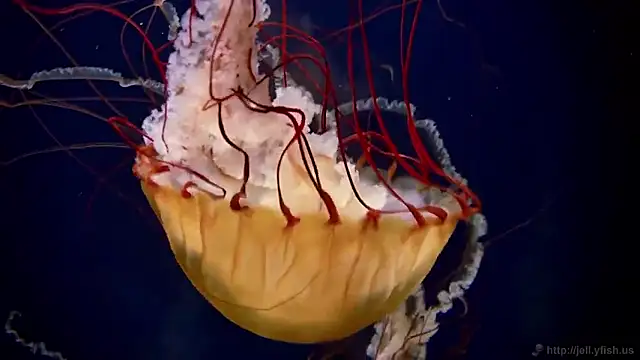 Snapshot of streamy_test15 chatting on January 15, 2026, 2:20 pm streamy test15 online show from January 15, 2026, 2:20 pm