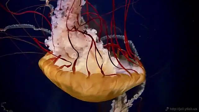 Snapshot of streamy_test15 chatting on February 4, 2025, 8:13 am streamy test15 online show from February 4, 2025, 8:13 am