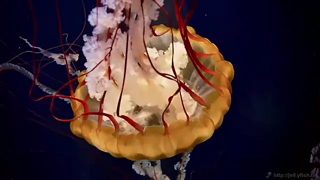 Snapshot of streamy_test15 chatting on March 31, 2026, 7:32 am streamy test15 online show from March 31, 2026, 7:32 am