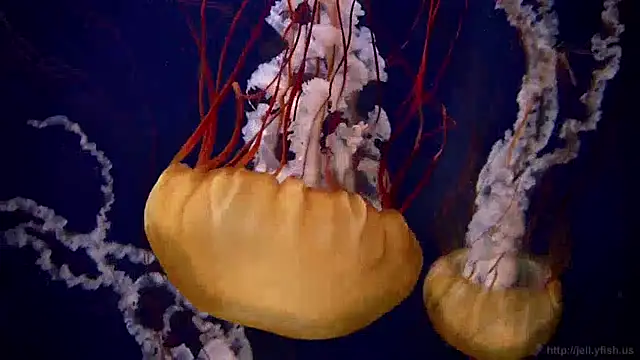 Snapshot of streamy_test15 chatting on December 19, 2024, 12:34 pm streamy test15 online show from December 19, 2024, 12:34 pm