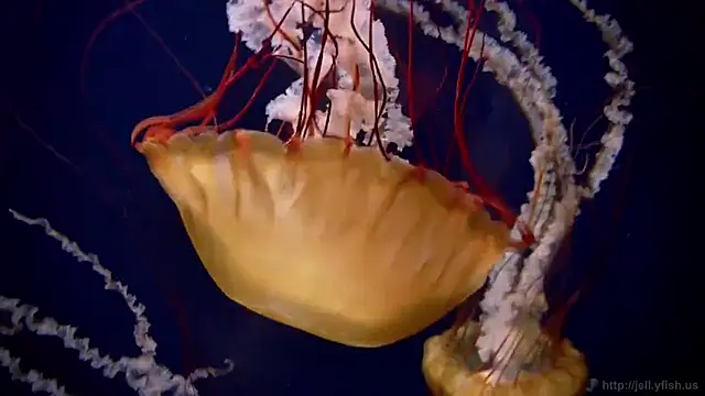 Snapshot of streamy_test15 chatting on February 12, 2026, 1:44 pm streamy test15 online show from February 12, 2026, 1:44 pm