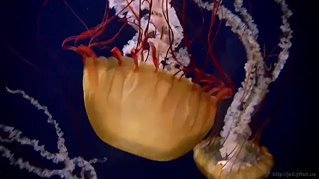 Snapshot of streamy_test15 chatting on March 24, 2026, 11:10 am streamy test15 online show from March 24, 2026, 11:10 am