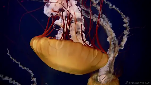 Snapshot of streamy_test15 chatting on March 9, 2026, 9:02 am streamy test15 online show from March 9, 2026, 9:02 am