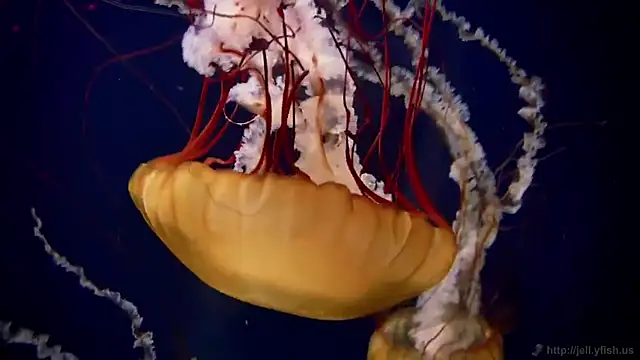 Snapshot of streamy_test15 chatting on December 19, 2025, 1:13 pm streamy test15 online show from December 19, 2025, 1:13 pm