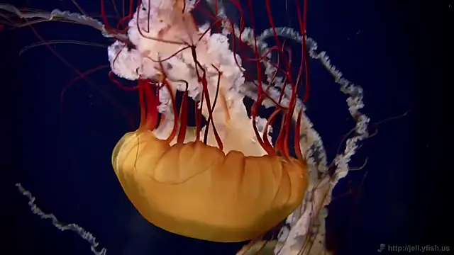 Snapshot of streamy_test15 chatting on December 18, 2025, 9:25 am streamy test15 online show from December 18, 2025, 9:25 am