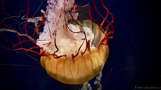 Snapshot of streamy_test15 chatting on March 16, 2026, 10:19 am streamy test15 online show from March 16, 2026, 10:19 am