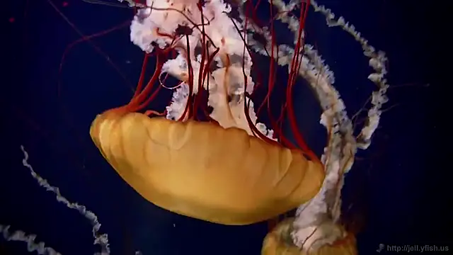 Snapshot of streamy_test15 chatting on February 25, 2026, 11:32 am streamy test15 online show from February 25, 2026, 11:32 am