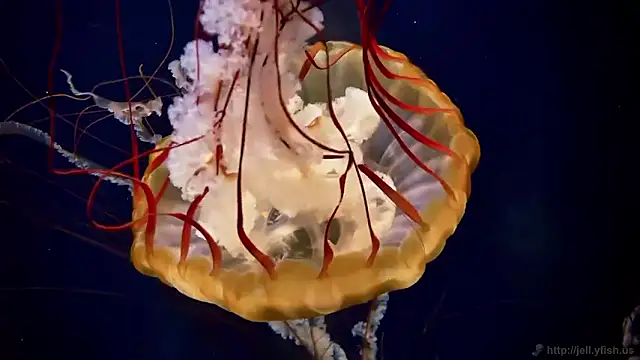 Snapshot of streamy_test15 chatting on February 27, 2026, 9:09 am streamy test15 online show from February 27, 2026, 9:09 am