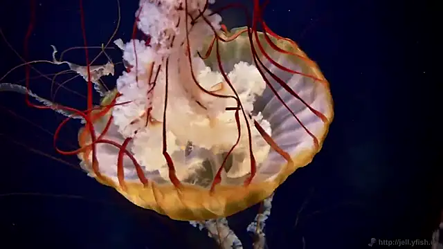 Snapshot of streamy_test15 chatting on September 16, 2025, 2:29 pm streamy test15 online show from September 16, 2025, 2:29 pm