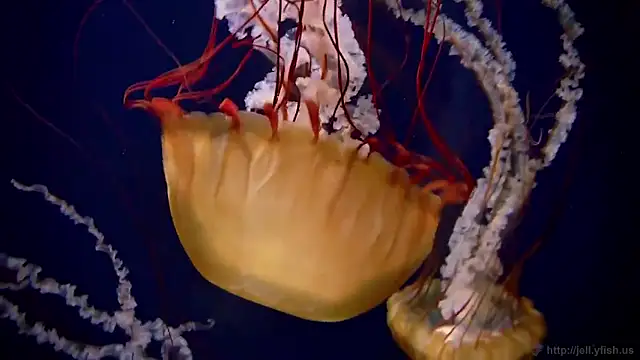 Snapshot of streamy_test15 chatting on February 2, 2026, 1:21 pm streamy test15 online show from February 2, 2026, 1:21 pm