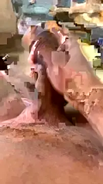 Snapshot of elber-gdo chatting on February 5, 2025, 10:55 pm elber-gdo online show from February 5, 2025, 10:55 pm