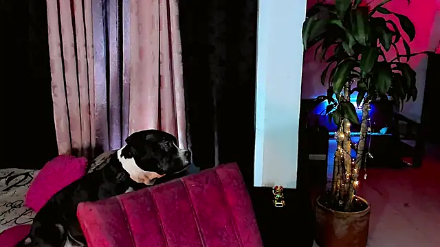 Snapshot of the-horus-girl chatting on February 15, 2026, 11:47 pm the-horus-girl online show from February 15, 2026, 11:47 pm