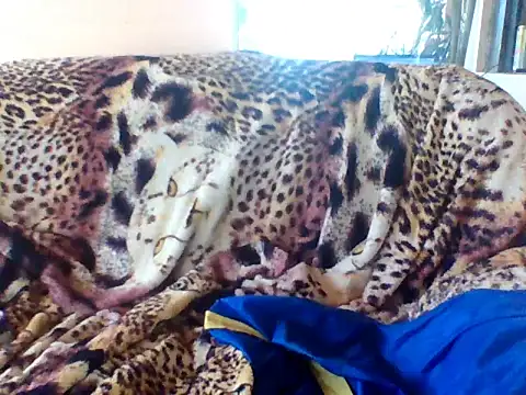 Snapshot of sellvageria chatting on September 21, 2025, 3:50 pm sellvageria online show from September 21, 2025, 3:50 pm