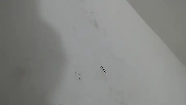 brant garciabbc online show from January 18, 2026, 6:17 am