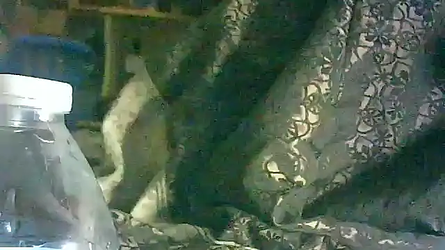 DI4MOND FIR3 online show from March 17, 2026, 5:54 am