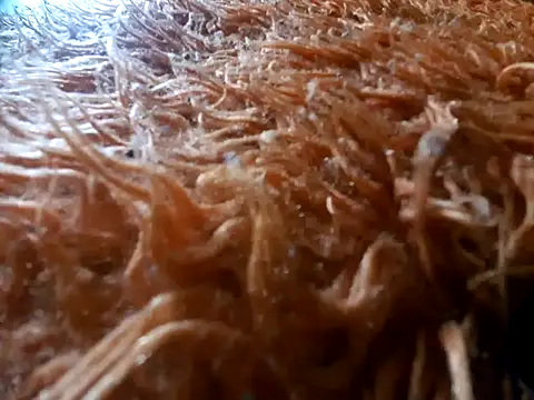 tiscopofortezozza online show from April 2, 2026, 4:02 pm