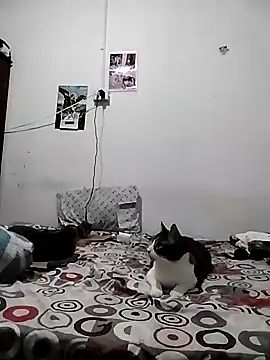 safira hot online show from April 21, 2026, 11:55 pm