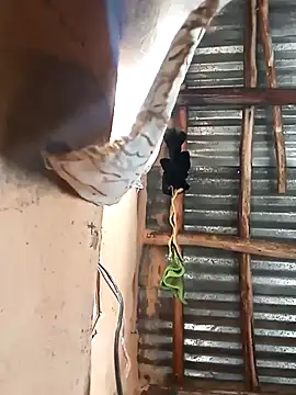 BIGBLACKCOOCK24- online show from March 5, 2025, 6:01 am