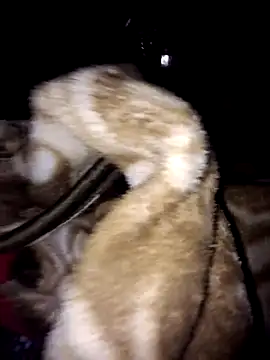 menakshiiikaur online show from March 3, 2025, 12:01 am