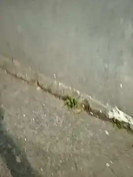 mmarvis za78 93 21cm online show from December 16, 2025, 11:31 pm